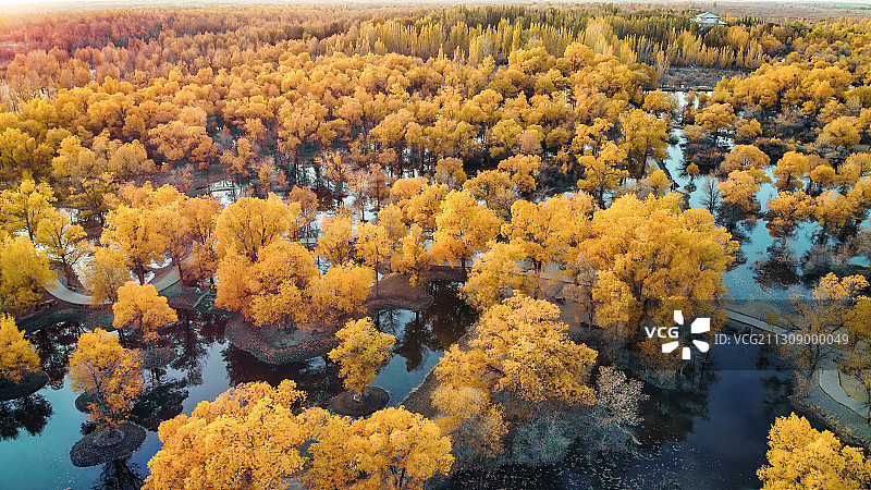 水上胡杨林图片素材