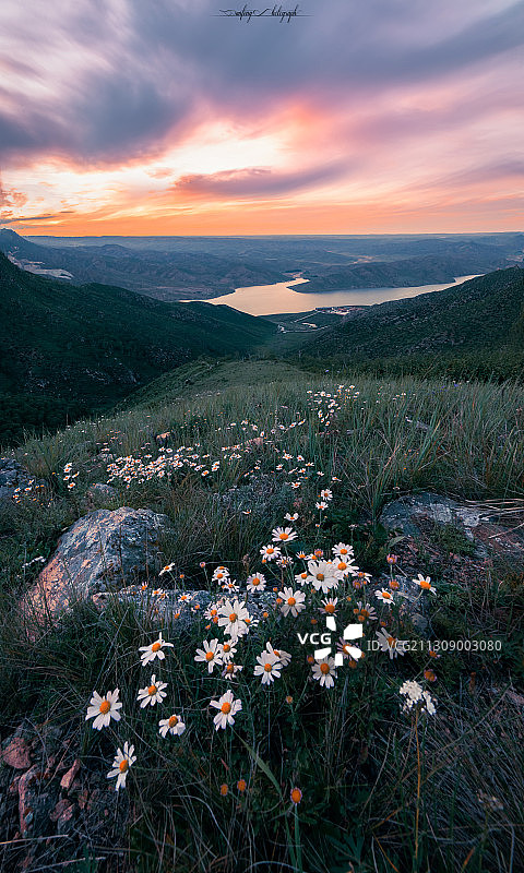 高原草甸的鲜花之路图片素材
