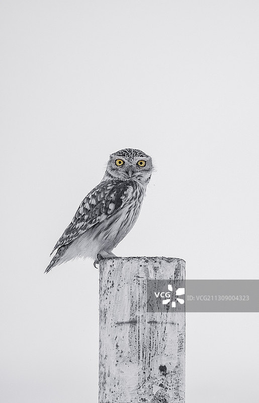 纵纹腹小鸮图片素材