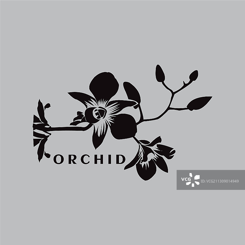 兰花轮廓图片素材