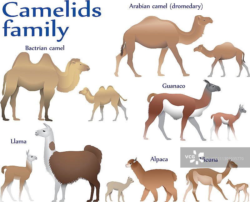 骆驼科动物彩色图图片素材