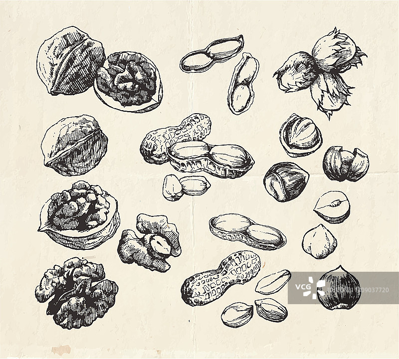 坚果合集图片素材