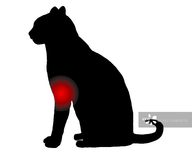 白色背景下前爪疼痛的猫图片素材