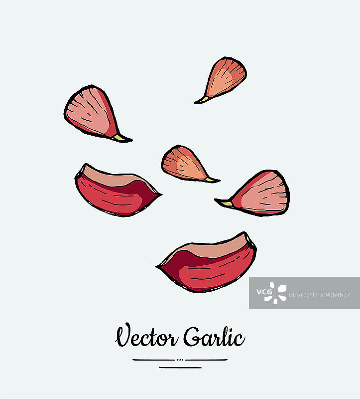 分离的大蒜丁香图片素材