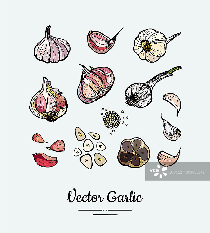 手绘蔬菜大蒜套装图片素材