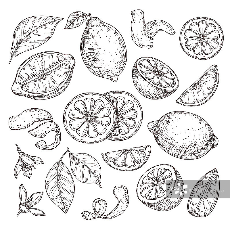 柠檬素描手绘橙子图片素材