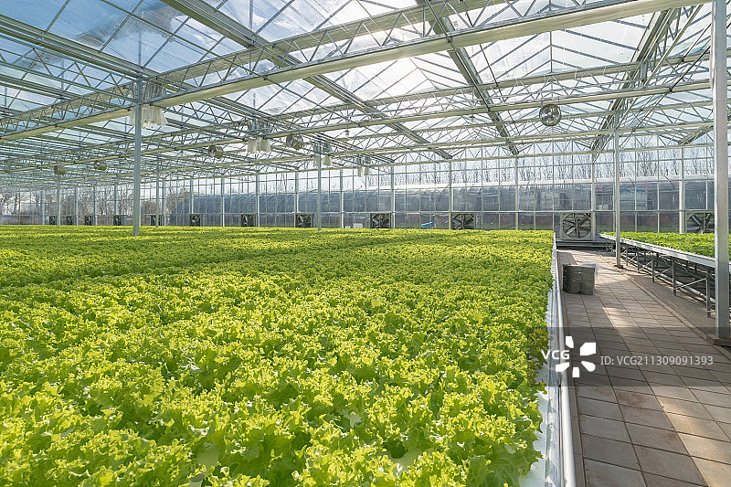 蔬菜温室种植图片素材