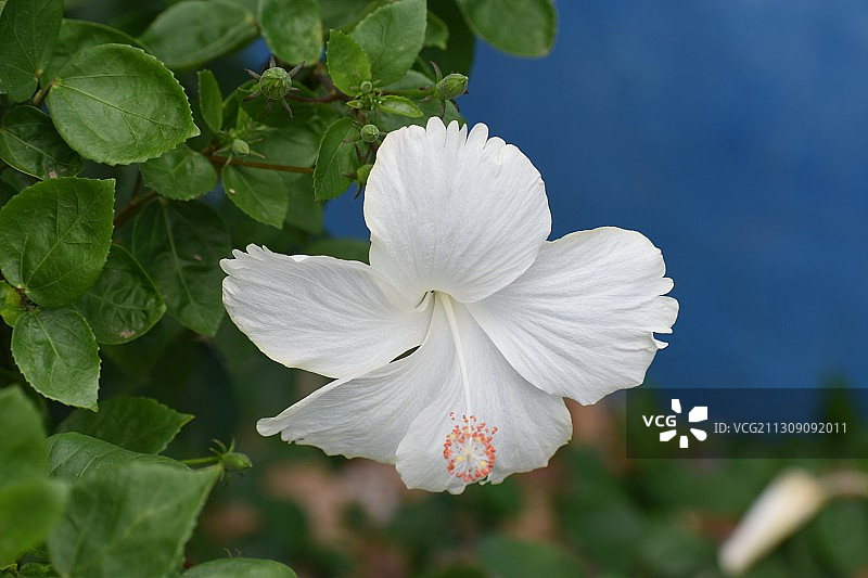白色芙蓉花特写图片素材
