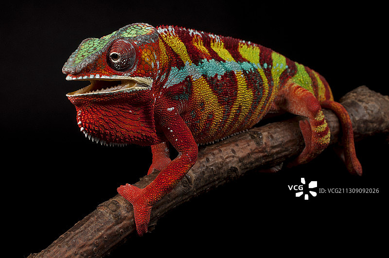 黑色背景下，树枝上的变色龙特写图片素材