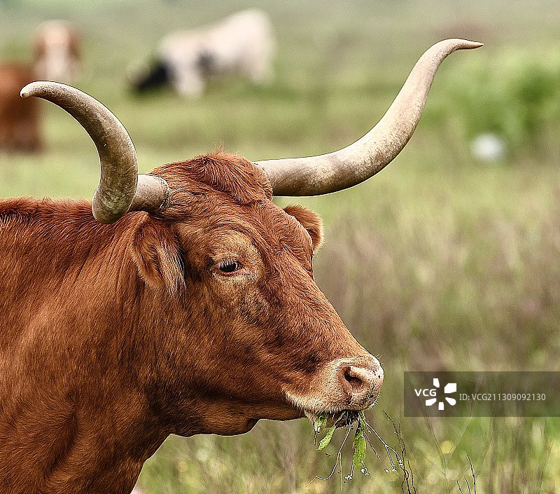 美国德克萨斯州奥斯汀的田野里的水牛特写图片素材