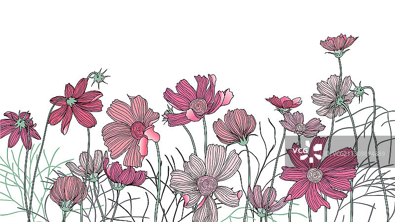 手绘粉色波斯菊花叶图片素材