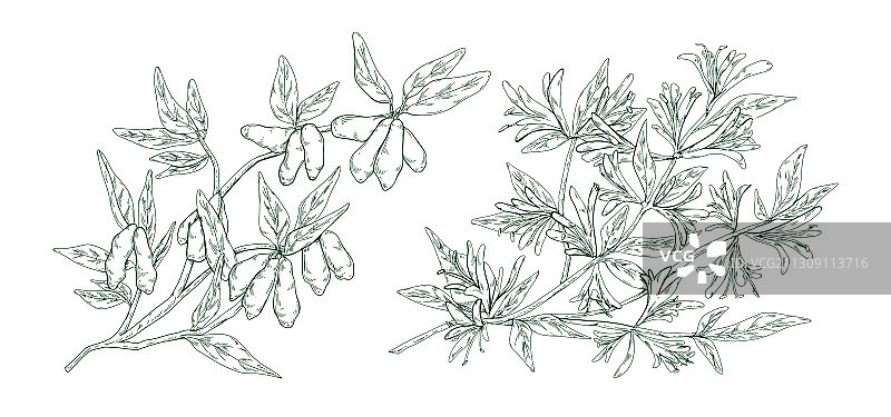 单色手绘忍冬花图片素材