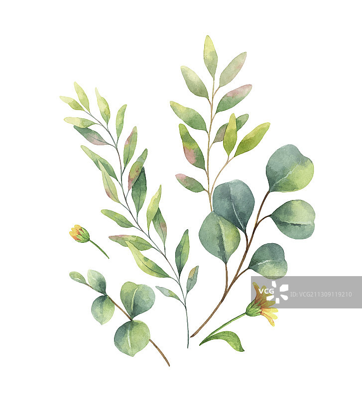 桉树水彩花卉图片素材