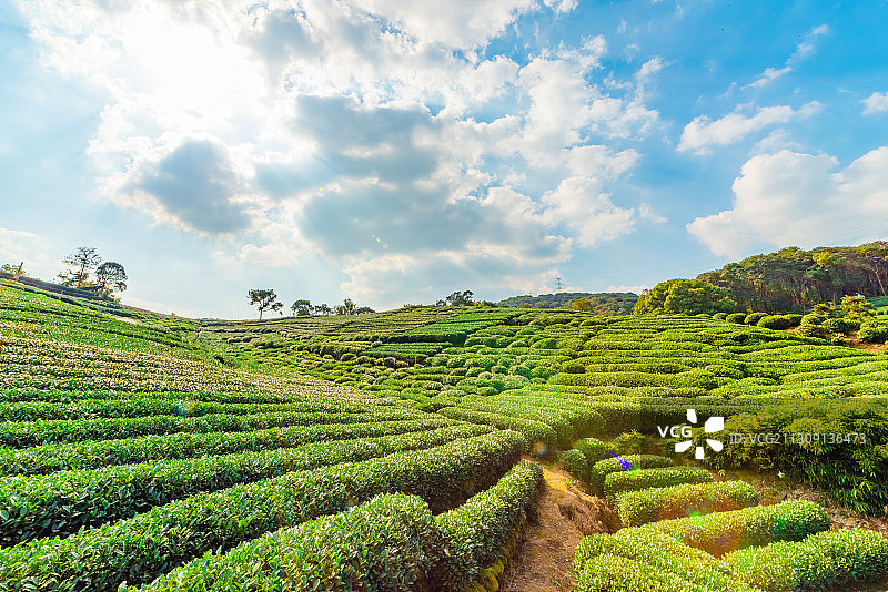 浙江杭州九溪十八涧龙井茶叶秋天风光图片素材