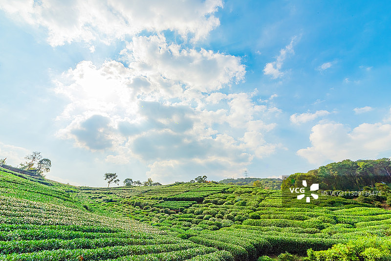 浙江杭州九溪十八涧龙井茶叶秋天风光图片素材