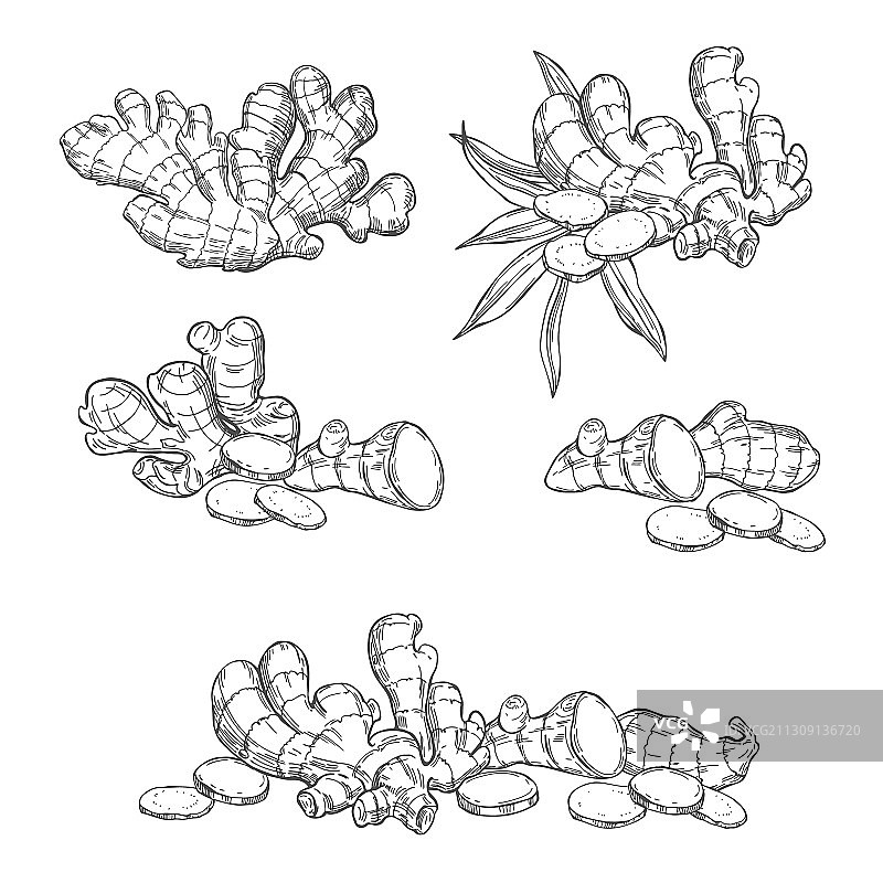 手绘姜根叶子图片素材