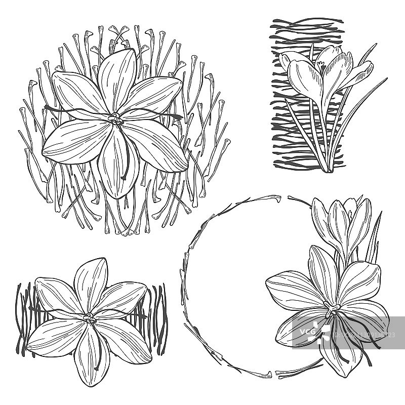 手绘藏红花香料草图图片素材