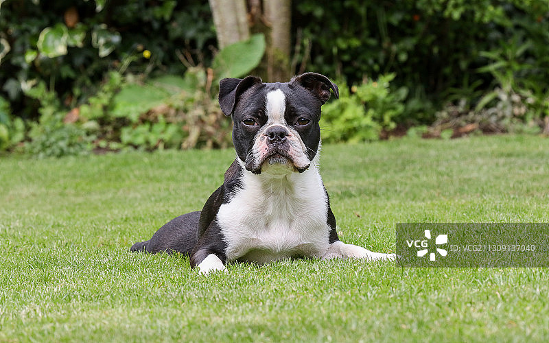 坐在草地上的波士顿梗犬的肖像，英国图片素材
