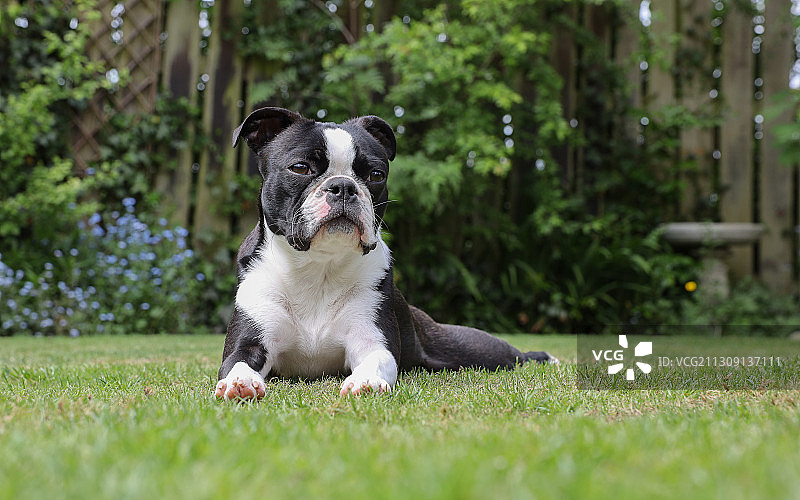 坐在草地上的波士顿梗犬的肖像，英国图片素材