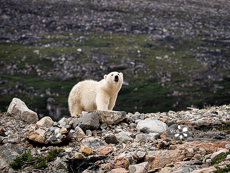 加拿大萨格莱克湾岩石上的北极熊侧视图图片素材