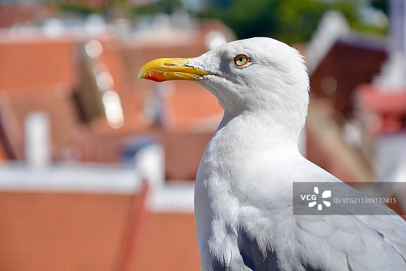 鲱鸥特写图片素材