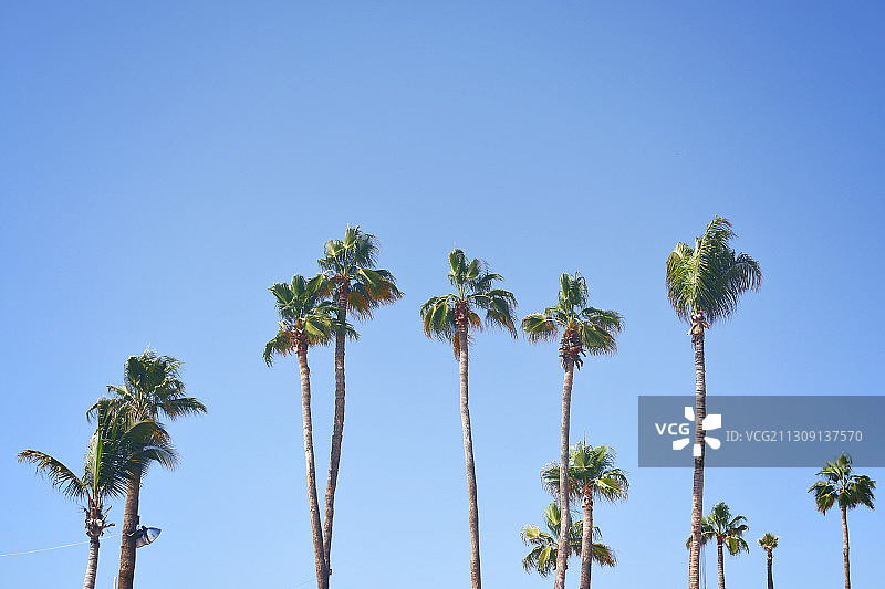 仰视蓝天下的棕榈树，墨西哥南下加利福尼亚州卡波圣卢卡斯图片素材