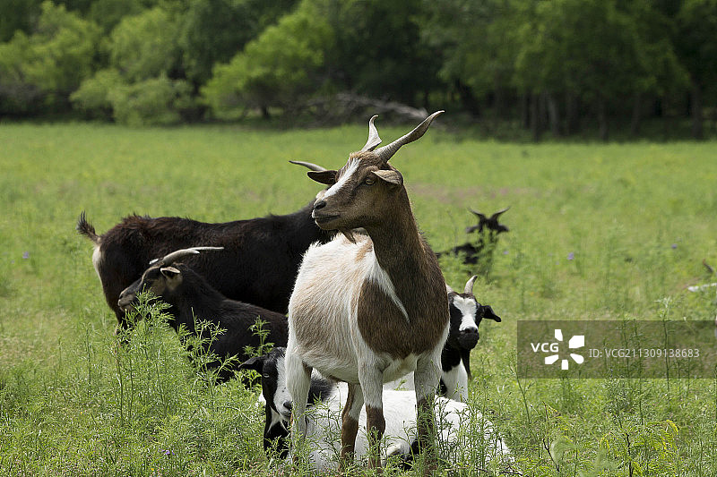 两匹在德克萨斯州奥斯汀的野生马图片素材