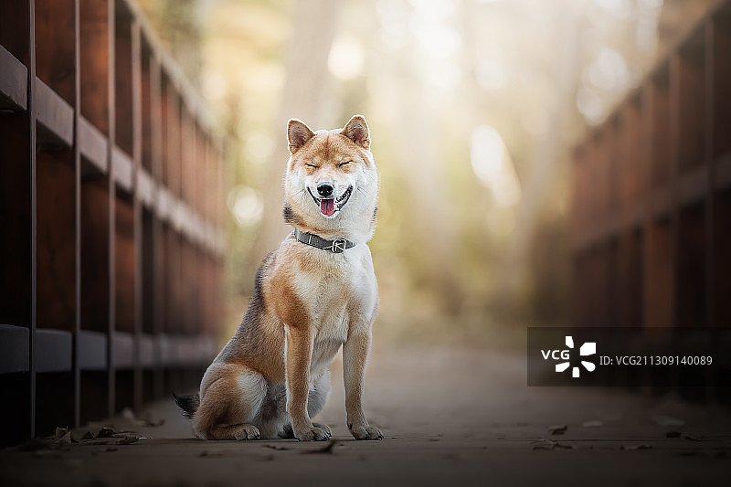 秋田犬肖像图片素材