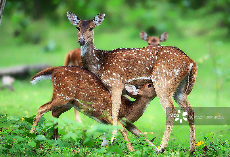 印度纳加霍尔国家公园和老虎保护区，站在田野上的豚鹿画像图片素材