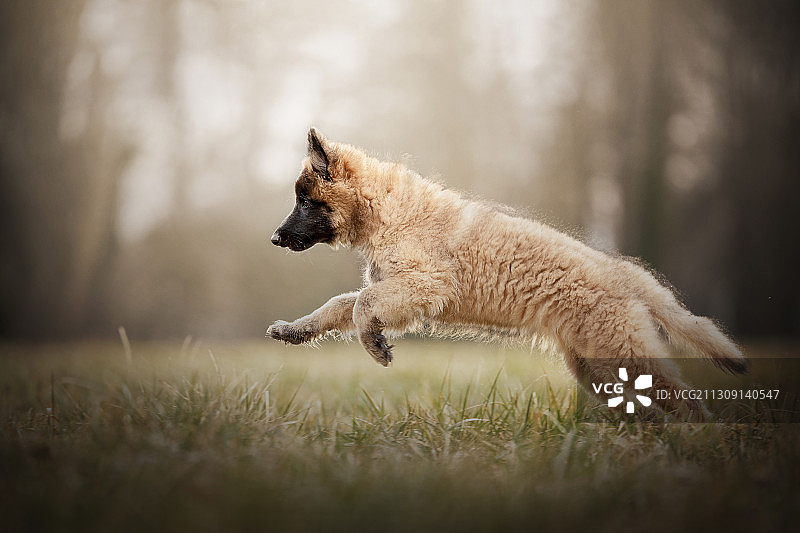 比利时牧羊犬在草地上奔跑侧面照图片素材