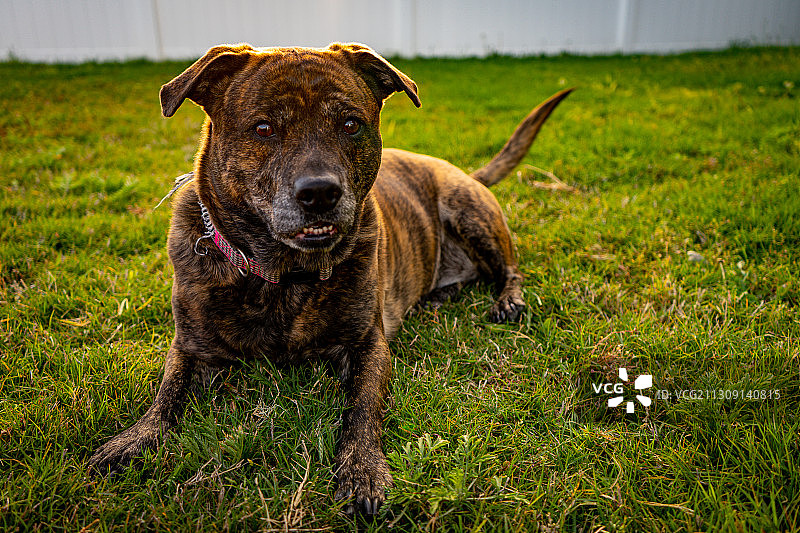 比特犬站在田野上的肖像，德克萨斯州，美国图片素材
