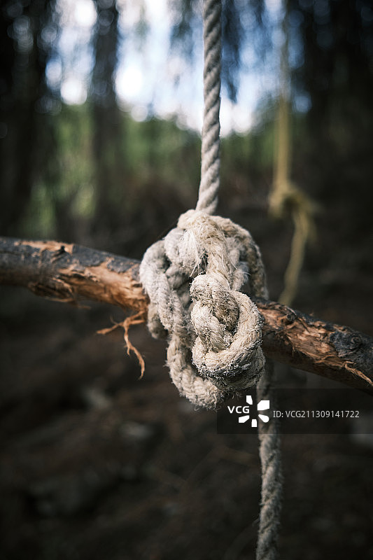 缠绕在树干上的绳索特写图片素材