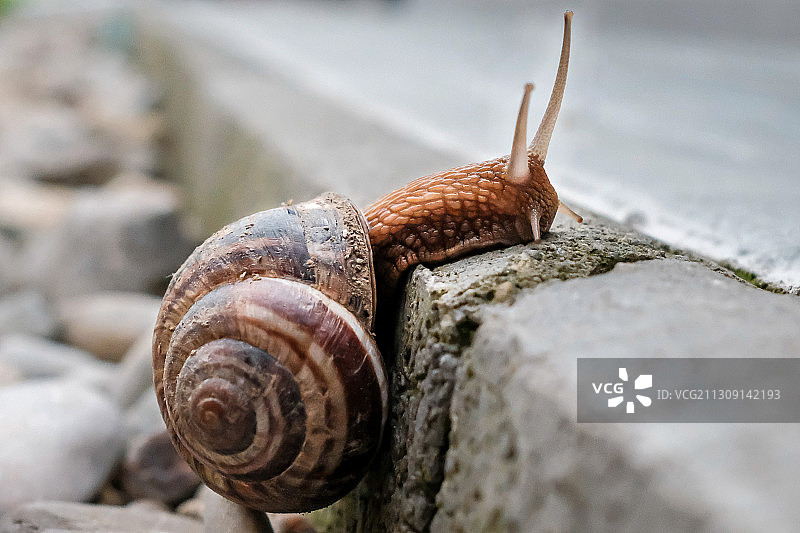 特写的蜗牛图片素材