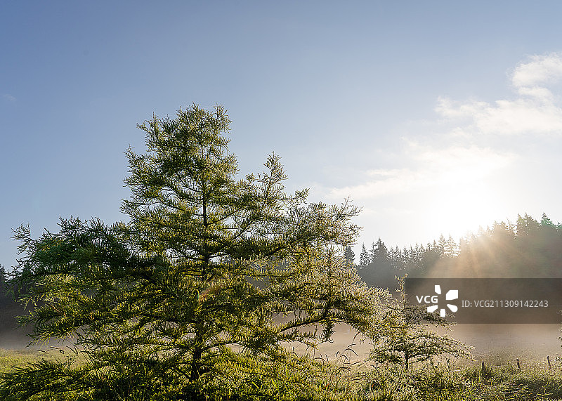 仰视角度拍摄的树木，位于美国华盛顿州雷德蒙德图片素材