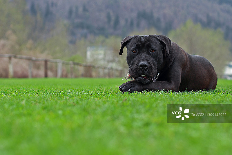 斯洛文尼亚，田野里坐着的黑色纯种獒犬特写图片素材