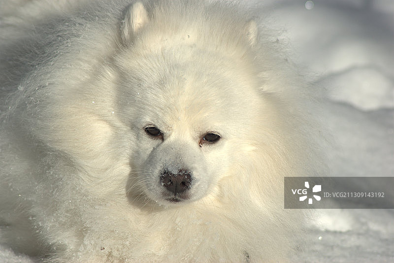 北极熊肖像图片素材