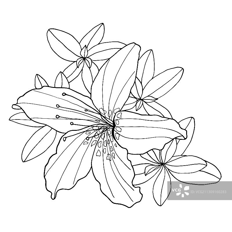 装饰性杜鹃花和叶子轮廓图片素材