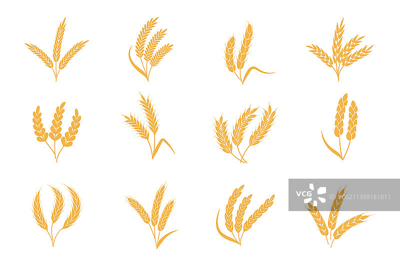 收获的小麦黑麦麦穗图片素材