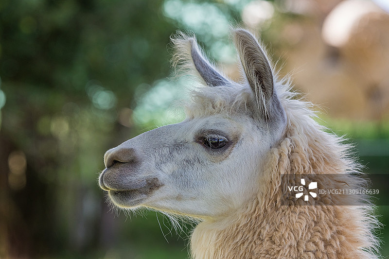 羊驼特写，德国朗根塞尔博尔德图片素材