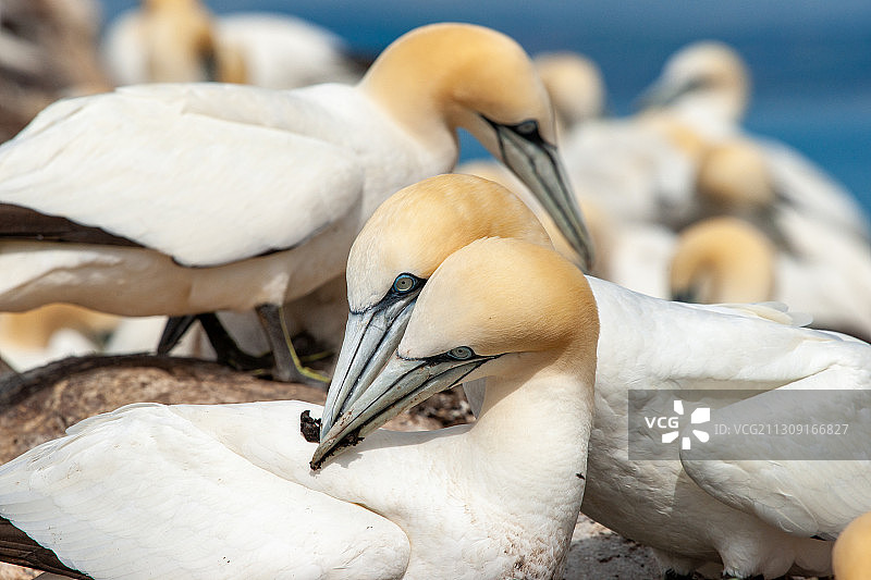 户外栖息的鸟类特写图片素材