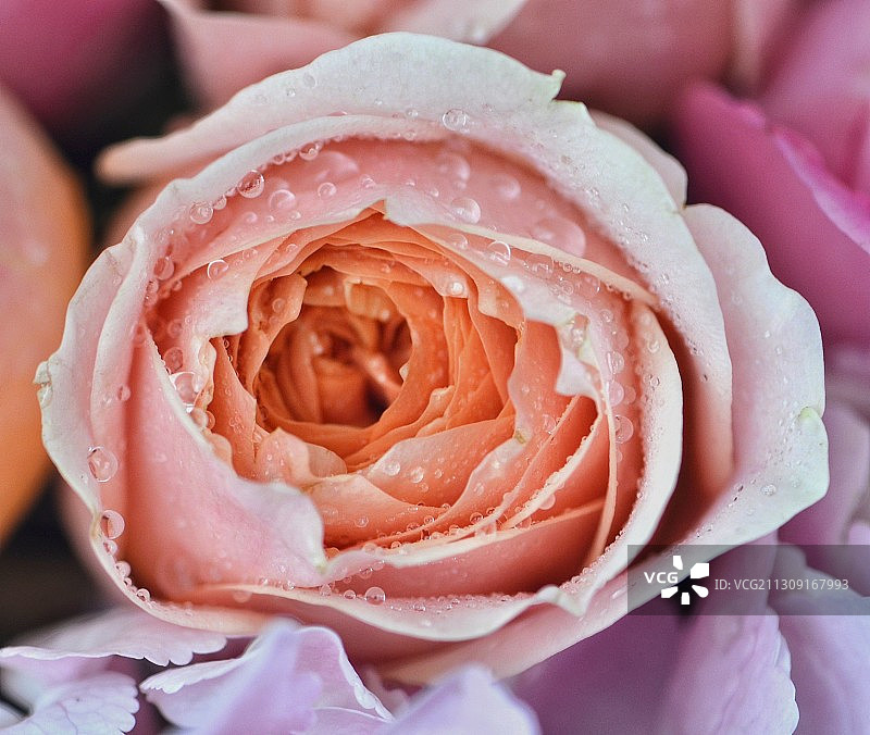 阿曼湿粉色玫瑰特写图片素材