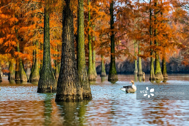 池杉林里的大雁，江苏南京六合区图片素材