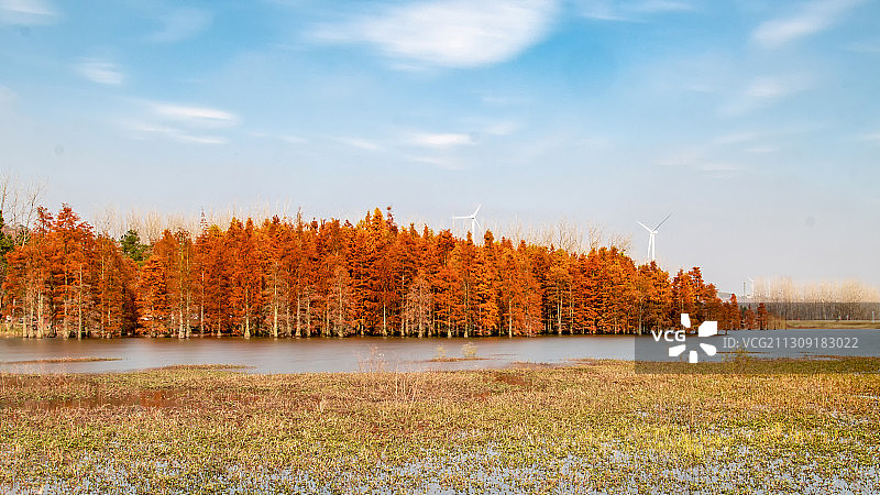 蓝天白云下的红色池山林图片素材