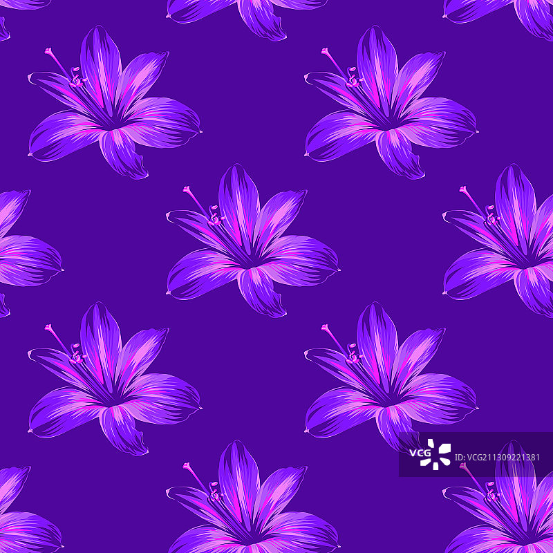 粉紫色花朵：朱顶红或孤挺花图片素材