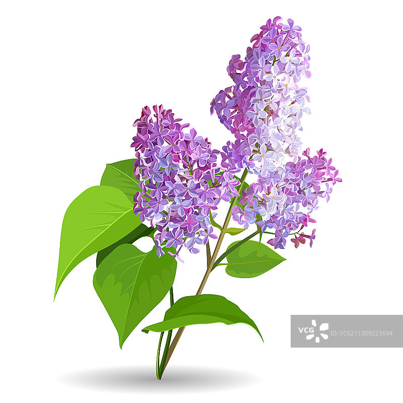白色背景上的丁香花图片素材