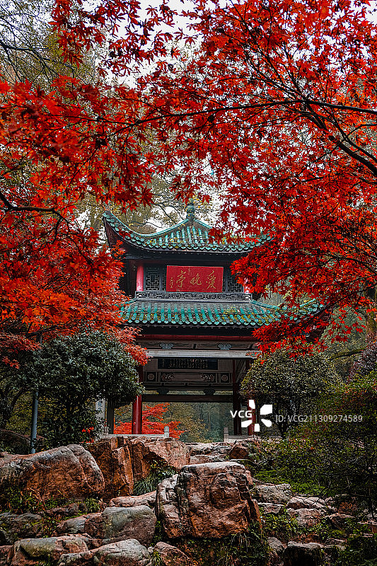 霜叶红于二月花图片素材