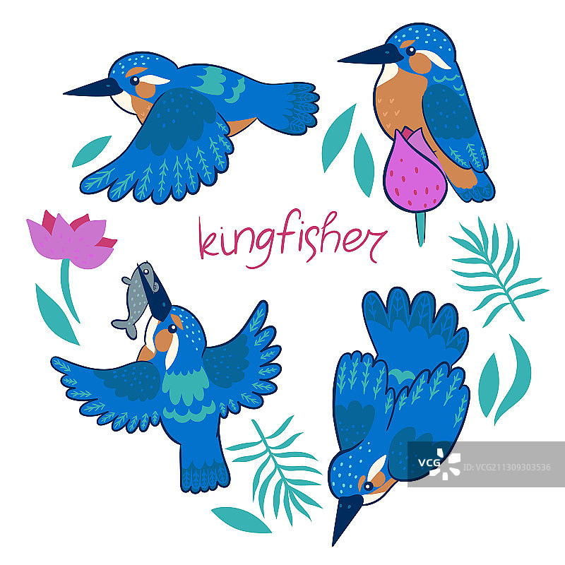 翠鸟合集（白色背景）图片素材