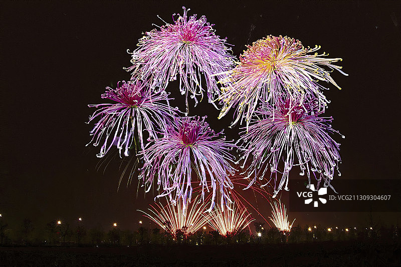 又到一年品菊时图片素材