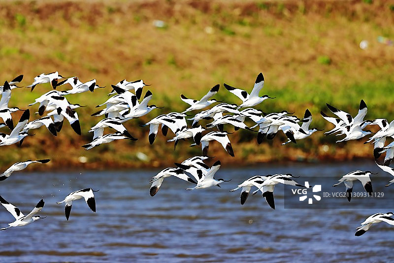 飞翔的反嘴鹬 Flying Avocets图片素材