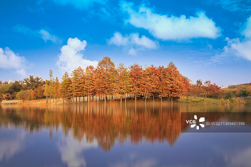 南京明孝陵-梅花湖水杉图片素材